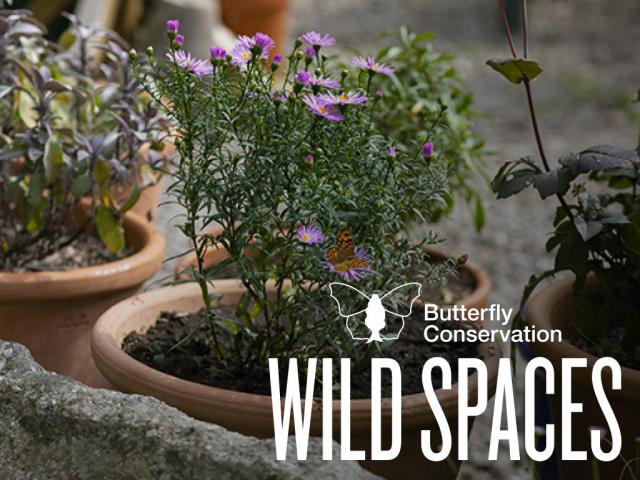 Butterfly Conservation - Wild Spaces