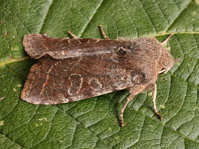 Clouded Drab (Kev Armstrong)