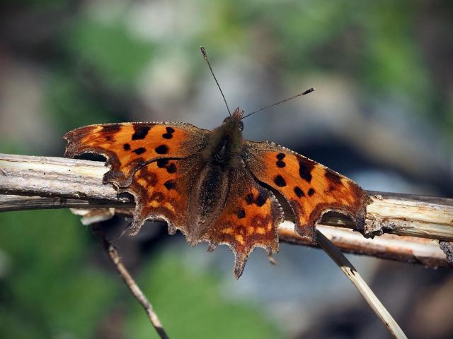 Surrey Comma G Margetts