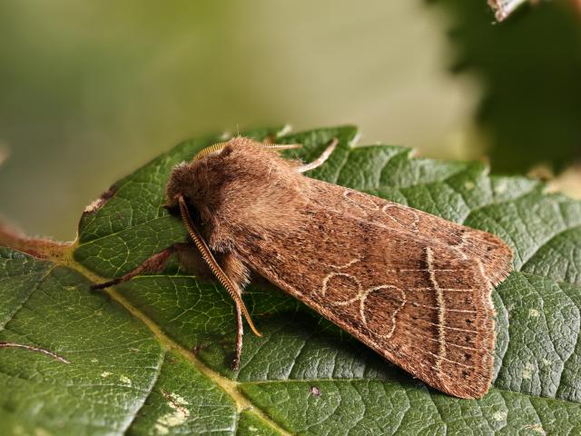 Common Quaker (Kev Armstrong)