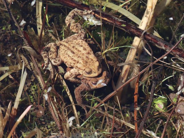 Snakeholme Pit - Common Toads with spawn and frogspawn (James Hewson) 220323