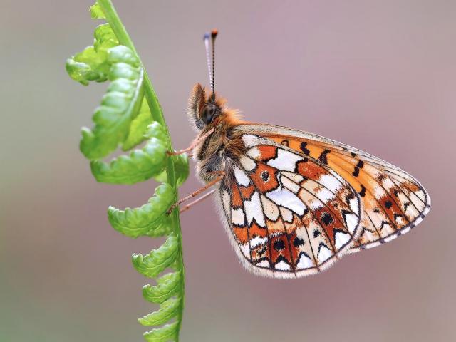 The State of the UK's Butterflies 2022 Report