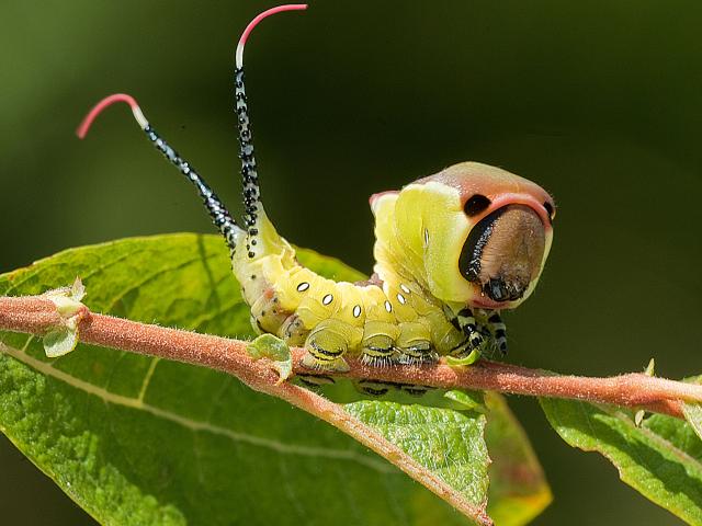 A Puss Moth caterpillar