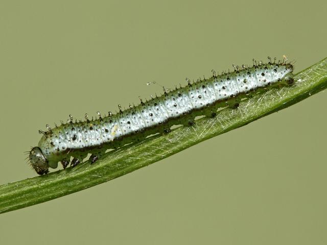 Orange-tip Caterpillar