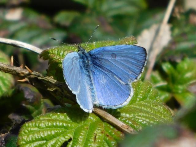 Holly Blue [m], Wembury Point, 7.4.23 (Dave Gregory)