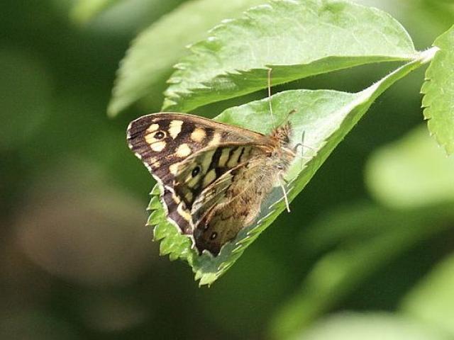 Surrey early Speckled Wood 2023