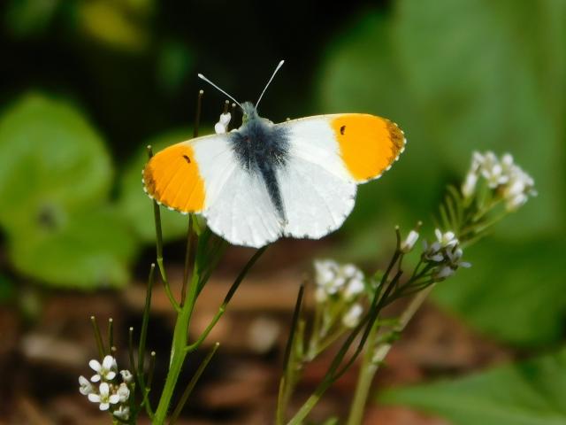 Orange-tip [m], Buckland Abbey, 15.4.22 (Dave Gregory)