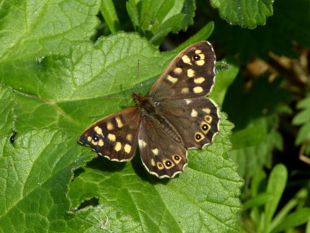 p1160400_speckled_wood_dave_wright.jpg