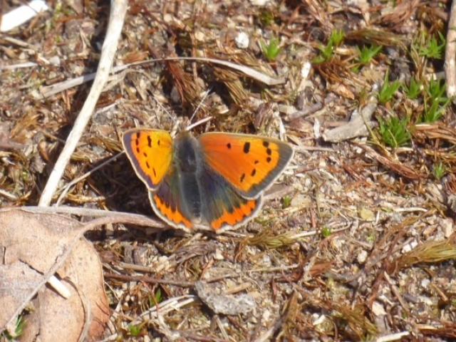 Surrey First Small Copper 2023