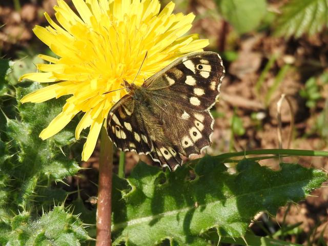 Speckled Wood, Clennon Lakes, Paignton, 21.4.23 (Dave Holloway)