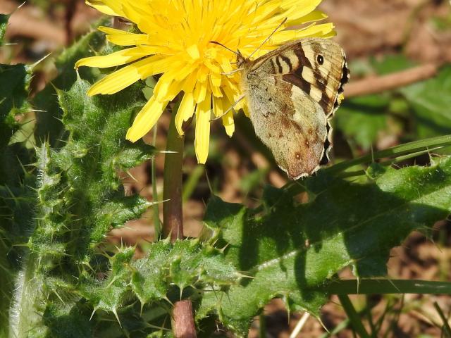 Speckled Wood, Clennon Lakes, Paignton, 21.4.23 (Dave Holloway)