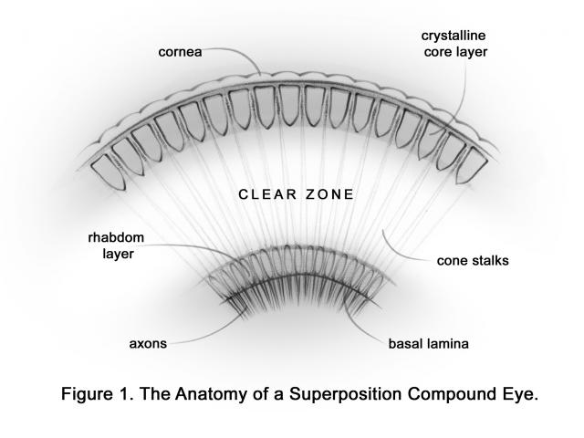 The anatomy of a superposition compound eye