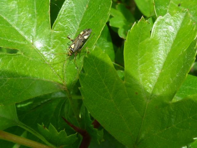 Bug Rhabdomiris striatellus at Snakeholme (John Davison) 230523