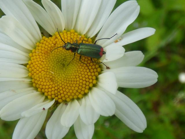 Common Malachite Beetle - Malachius bipustulatus at Snakeholme (John Davison) 300523