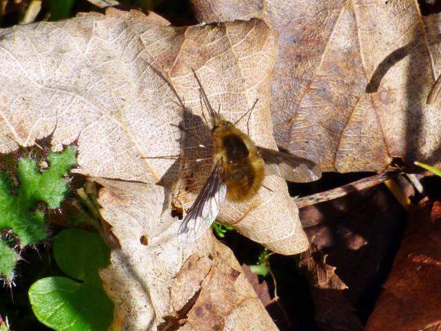 Dark-edged Bee-fly at Southrey (John Davison) 040423