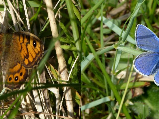 Wall and Common Blue (Dave Wright)