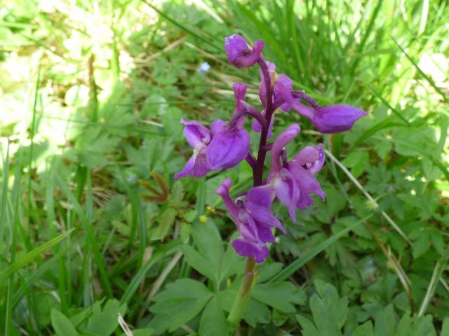 Early Purple-orchid at Southrey (John Davison) 030523