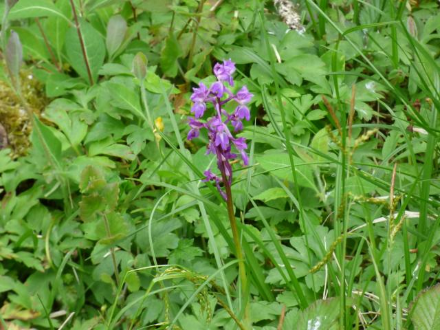 Early Purple Orchids SW Enc (Peter Cawdell) 130523 (2)
