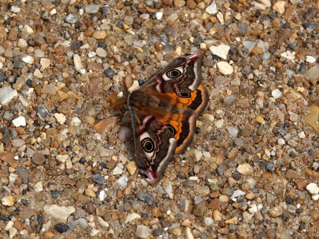 Emperor Moth Male (Phil Bowler)