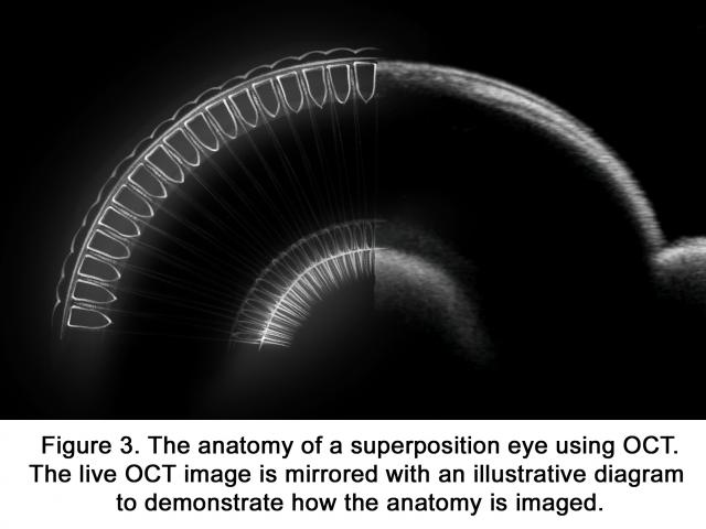 The anatomy of a superposition eye using OCT. The live OCT image is mirrored with an illustrative diagram to demonstrate how the anatomy is imaged.