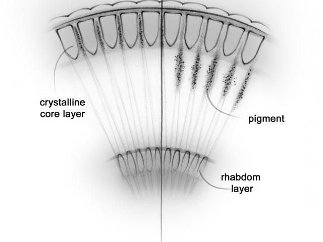 Adaption in a superposition compound eye. Showing pigment migration that occurs during light adaption