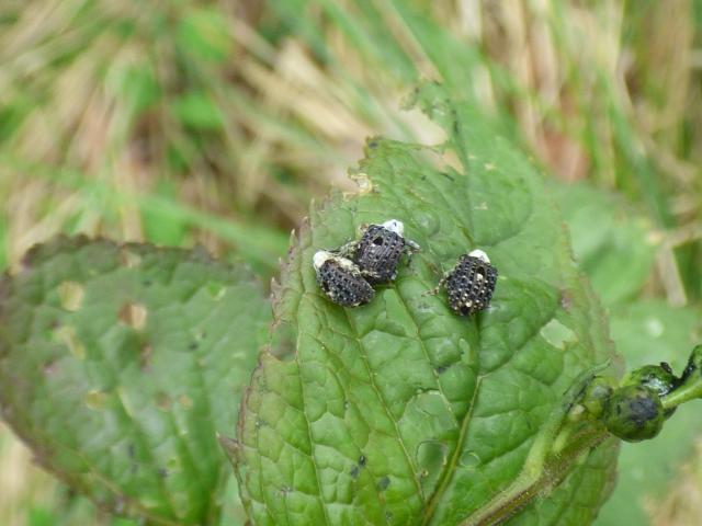 Figwort Weevils at Southrey (John Davison) 300523