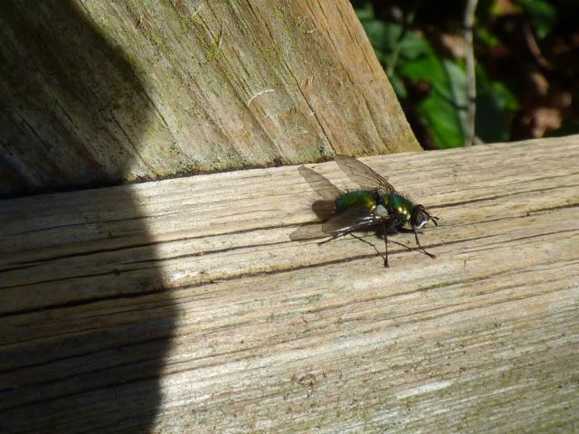 Fly Gymnocheta viridis at Snakeholme (John Davison) 040423
