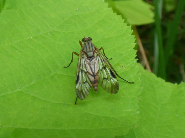 Fly Rhagio scolopaceus. at Southrey (John Davison) 300523