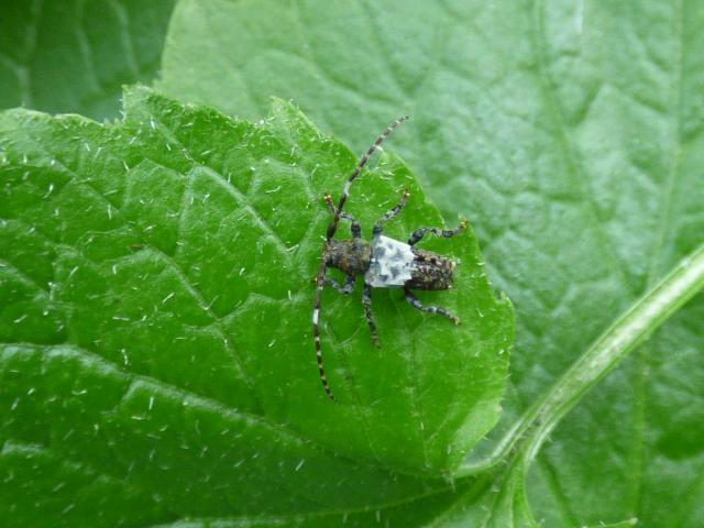 Greater Thorn-tipped Longhorn Beetle - Pogonecerus hispidulus at Snakeholme (John Davison) 090523
