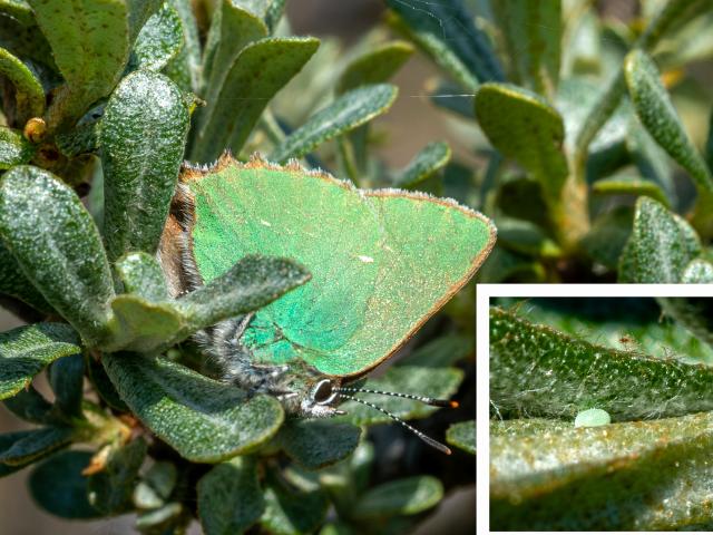 Green Hairstreak Egg-laying on Sea Buckthorn and Egg (Mike Pickwell) 