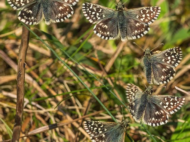 Sequence showing a grizzled skipper butterfly in flight