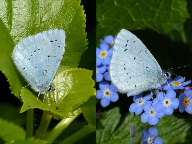 Holly Blue (Dave Wright)