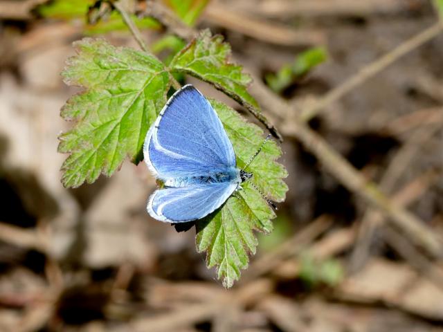 Holly Blue (Pete Smith)