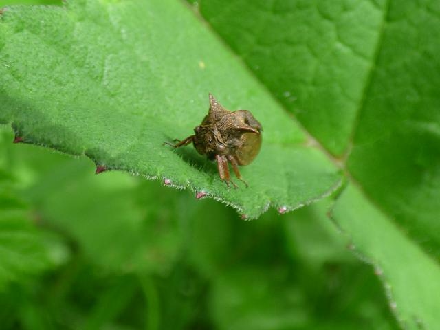 Horned Treehopper - Centrotus cornutus at Southrey (John Davison) 090523