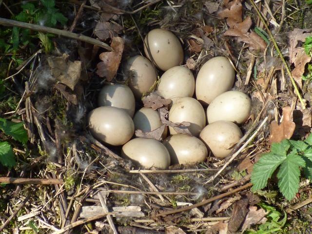 Mallard Eggs at Snakeholme (John Davison) 180423