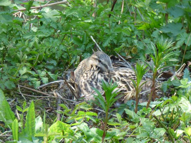 Mallard on Nest at Snakeholme (John Davison) 180423