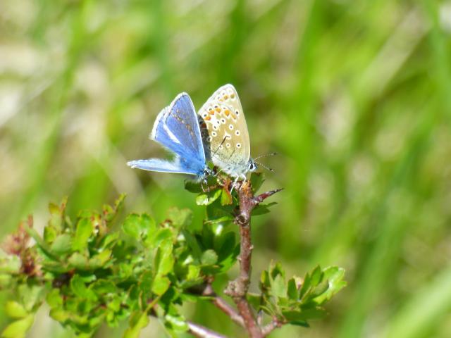 Mating Common Blue at Twyford (John Davison) 270523