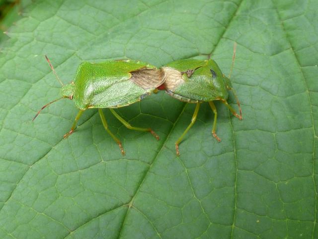 Mating Green Shieldbugs at Southrey (John Davison) 090523