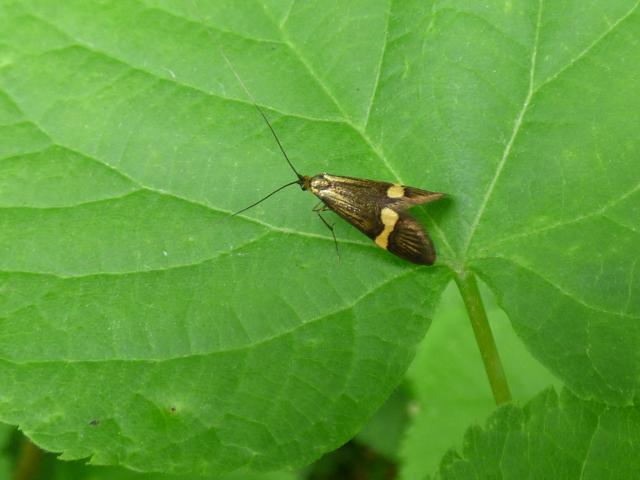 Moth Nemophora degeerella at Southrey (John Davison) 300523