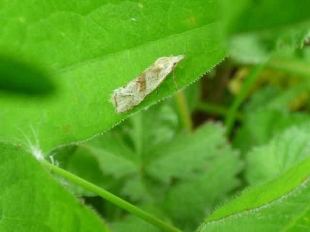 Moth Straw Conch - Cochylimorpha straminea at Snakeholme (John Davison) 090523