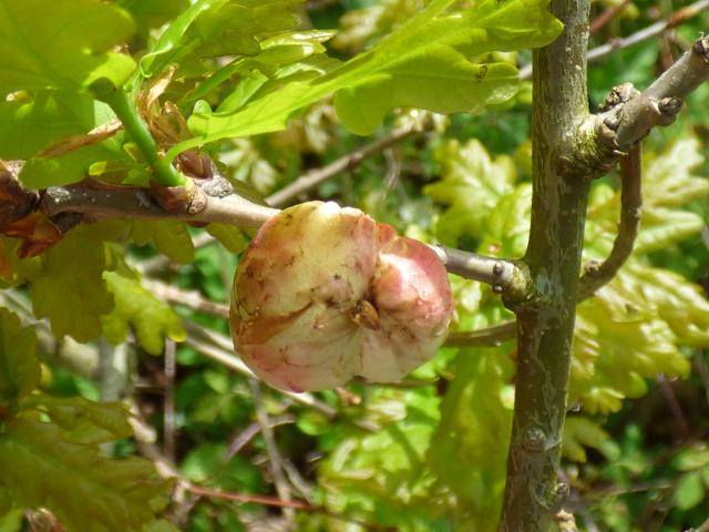 Oak Apple Gall at Snakeholme (John Davison) 090523