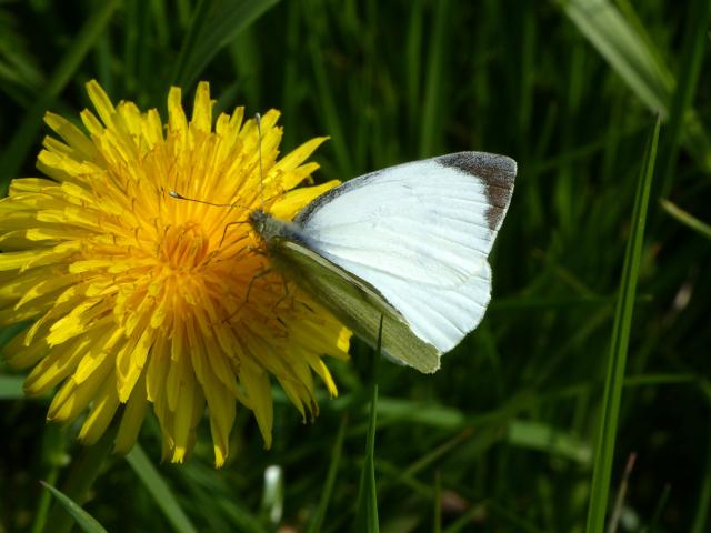 Male Large White (Dave Wright)