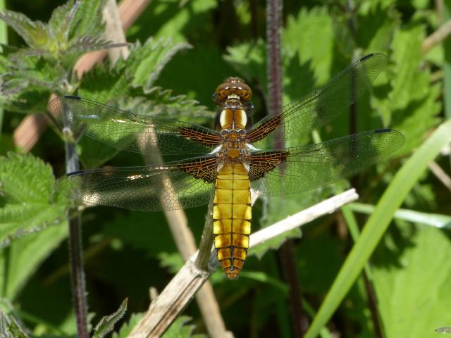 Broad-bodied Chaser (Dave Wright)