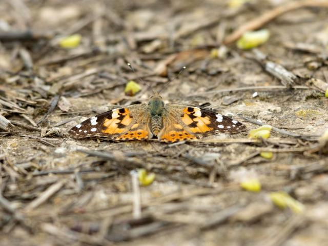Painted Lady (Mark and Sally Johnson)