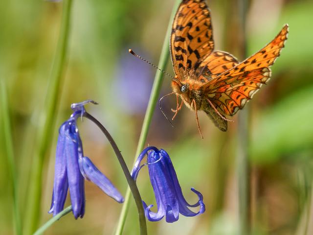 Pearl-bordered Fritillary coming in to land on a bluebell