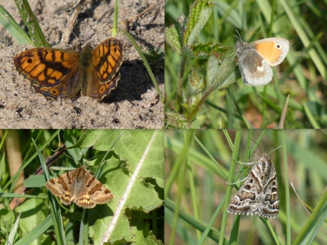 Rimac Butterflies and Moths (Owen Beaumont)
