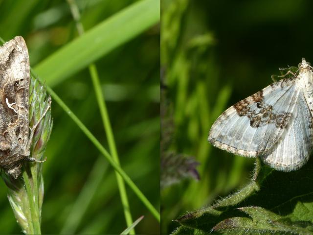 Silver Y and Silver Ground Carpet (Dave Wright)