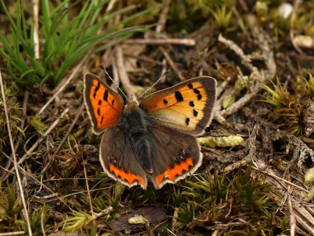 Small Copper aberration with pale RH FW  (Toby Ludlow)
