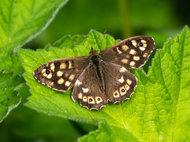Speckled Wood (Mike Pickwell)