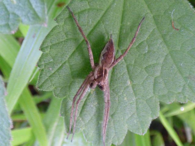 Spider Pisaura mirablis at Snakeholme (John Davison) 090523